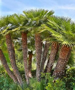 Fast Growing Trees Palm Trees European Fan Palm Tree