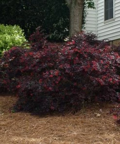 Fast Growing Trees 'Ever Red' Loropetalum