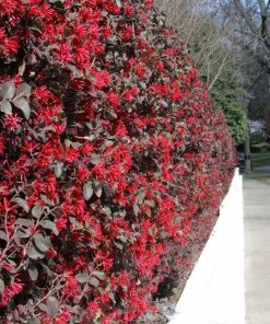 Fast Growing Trees 'Ever Red' Loropetalum