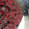 Fast Growing Trees 'Ever Red' Loropetalum 2 Fast Growing Trees 'Ever Red' Loropetalum