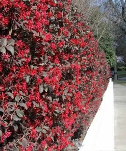 Fast Growing Trees 'Ever Red' Loropetalum
