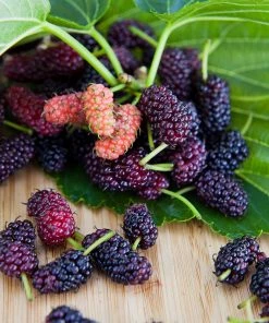 Fast Growing Trees Everbearing Mulberry Tree See All Fruit Trees