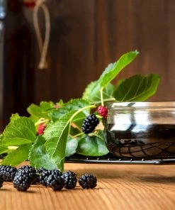 Fast Growing Trees Everbearing Mulberry Tree See All Fruit Trees