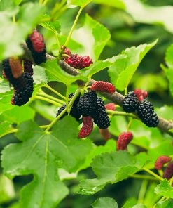 Fast Growing Trees Everbearing Mulberry Tree See All Fruit Trees