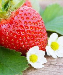 Fast Growing Trees Everbearing Strawberry - USDA Organic