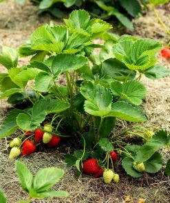 Fast Growing Trees Everbearing Strawberry - USDA Organic
