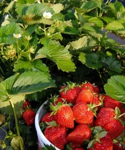 Fast Growing Trees Strawberry Plants Everbearing Strawberry