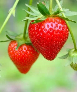 Fast Growing Trees Strawberry Plants Everbearing Strawberry