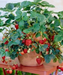 Fast Growing Trees Everbearing Strawberry - USDA Organic
