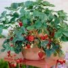 Fast Growing Trees Everbearing Strawberry - USDA Organic