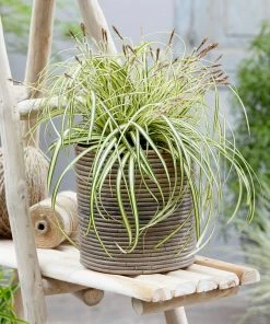 Fast Growing Trees See All Shrubs & Hedges Carex Evergold (Japanese Sedge)