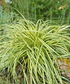 Fast Growing Trees See All Shrubs & Hedges Carex Evergold (Japanese Sedge)
