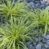 Fast Growing Trees See All Shrubs & Hedges Carex Evergold (Japanese Sedge) 2 Fast Growing Trees See All Shrubs & Hedges Carex Evergold (Japanese Sedge)