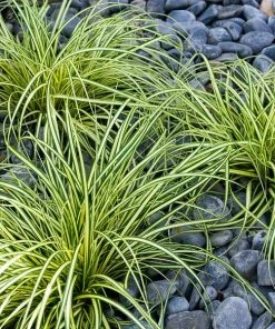 Fast Growing Trees See All Shrubs & Hedges Carex Evergold (Japanese Sedge)