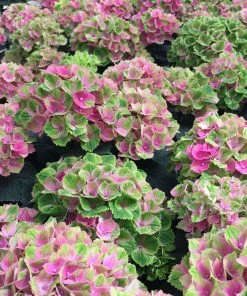Fast Growing Trees Everlasting® Amethyst Hydrangea Shrub Hydrangea Shrubs