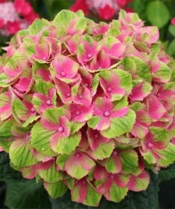 Fast Growing Trees Everlasting® Amethyst Hydrangea Shrub Hydrangea Shrubs