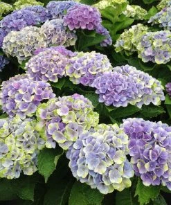 Fast Growing Trees Everlasting® Amethyst Hydrangea Shrub Hydrangea Shrubs