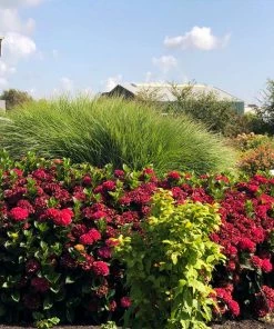 Fast Growing Trees Everlasting® Crimson Ruby Hydrangea Shrub 8 Fast Growing Trees Everlasting® Crimson Ruby Hydrangea Shrub