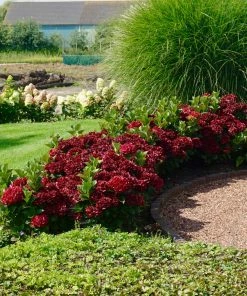 Fast Growing Trees Everlasting® Crimson Ruby Hydrangea Shrub