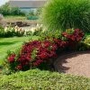 Fast Growing Trees Everlasting® Crimson Ruby Hydrangea Shrub 1 Fast Growing Trees Everlasting® Crimson Ruby Hydrangea Shrub