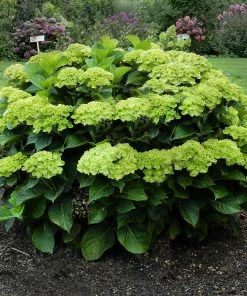 Fast Growing Trees Hydrangea Shrubs Everlasting® Green Cloud Emerald Hydrangea Shrub
