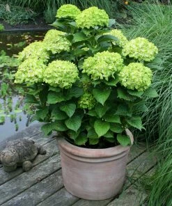 Fast Growing Trees Hydrangea Shrubs Everlasting® Green Cloud Emerald Hydrangea Shrub