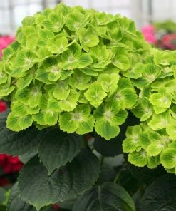 Fast Growing Trees Hydrangea Shrubs Everlasting® Green Cloud Emerald Hydrangea Shrub