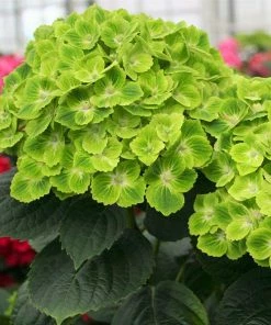 Fast Growing Trees Hydrangea Shrubs Everlasting® Green Cloud Emerald Hydrangea Shrub