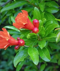 Fast Growing Trees Eversweet Pomegranate Tree