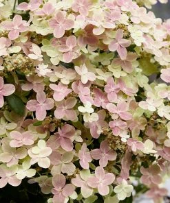 Fast Growing Trees Early Evolution Hydrangea Hydrangea Shrubs