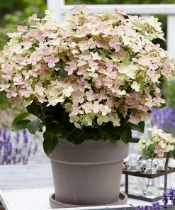 Fast Growing Trees Early Evolution Hydrangea Hydrangea Shrubs
