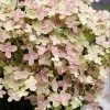 Fast Growing Trees Early Evolution Hydrangea Hydrangea Shrubs 1 Fast Growing Trees Early Evolution Hydrangea Hydrangea Shrubs