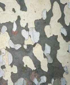 Fast Growing Trees EXCLAMATION!™ London Planetree 13 Fast Growing Trees EXCLAMATION!™ London Planetree