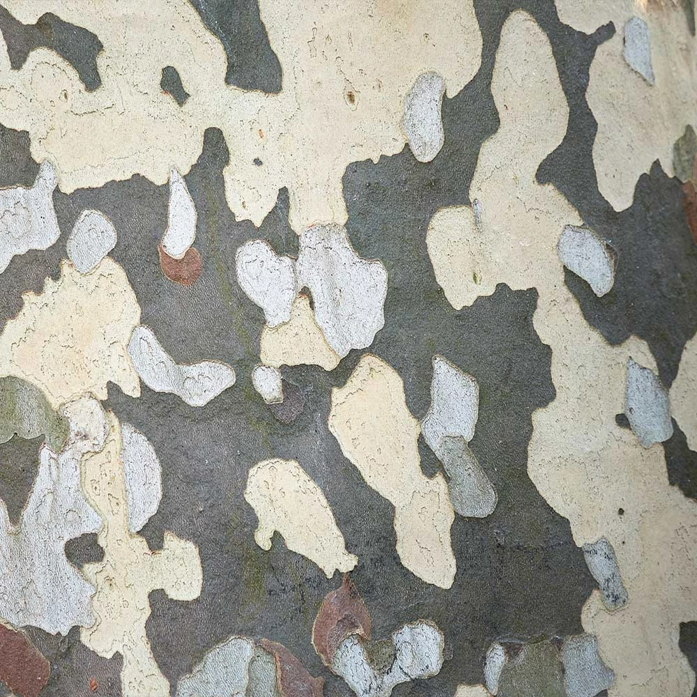 Fast Growing Trees EXCLAMATION!™ London Planetree 8 Fast Growing Trees EXCLAMATION!™ London Planetree