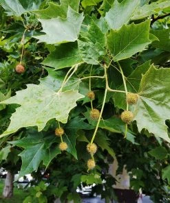 Fast Growing Trees EXCLAMATION!™ London Planetree 10 Fast Growing Trees EXCLAMATION!™ London Planetree