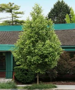 Fast Growing Trees EXCLAMATION!™ London Planetree 11 Fast Growing Trees EXCLAMATION!™ London Planetree