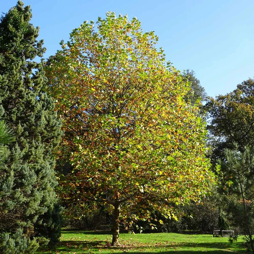 Fast Growing Trees EXCLAMATION!™ London Planetree 4 Fast Growing Trees EXCLAMATION!™ London Planetree