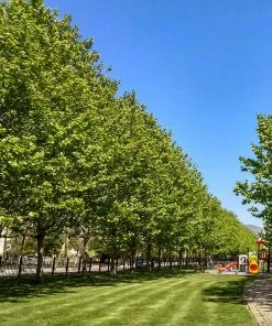 Fast Growing Trees EXCLAMATION!™ London Planetree 12 Fast Growing Trees EXCLAMATION!™ London Planetree