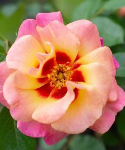 Fast Growing Trees Roses Eyeconic® Mango Lemonade Rose