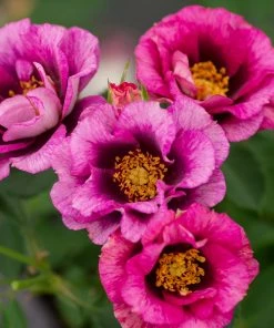 Fast Growing Trees Eyeconic® Plum Lemonade Rose Roses