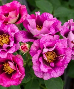 Fast Growing Trees Eyeconic® Plum Lemonade Rose Roses