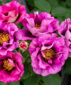 Fast Growing Trees Eyeconic® Plum Lemonade Rose Roses