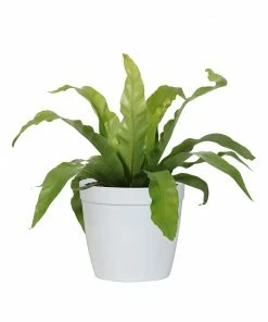 Fast Growing Trees Low Light House Plants Bird's Nest Fern