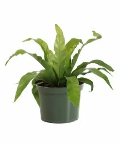 Fast Growing Trees Low Light House Plants Bird's Nest Fern