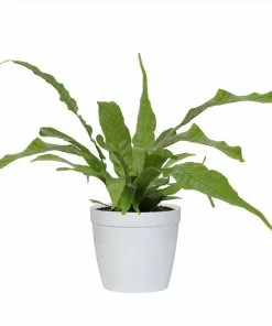 Fast Growing Trees Crocodile Fern