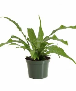 Fast Growing Trees Crocodile Fern