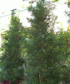 Fast Growing Trees Fern Pine Columnar Tree Pine Trees 7 Fast Growing Trees Fern Pine Columnar Tree Pine Trees