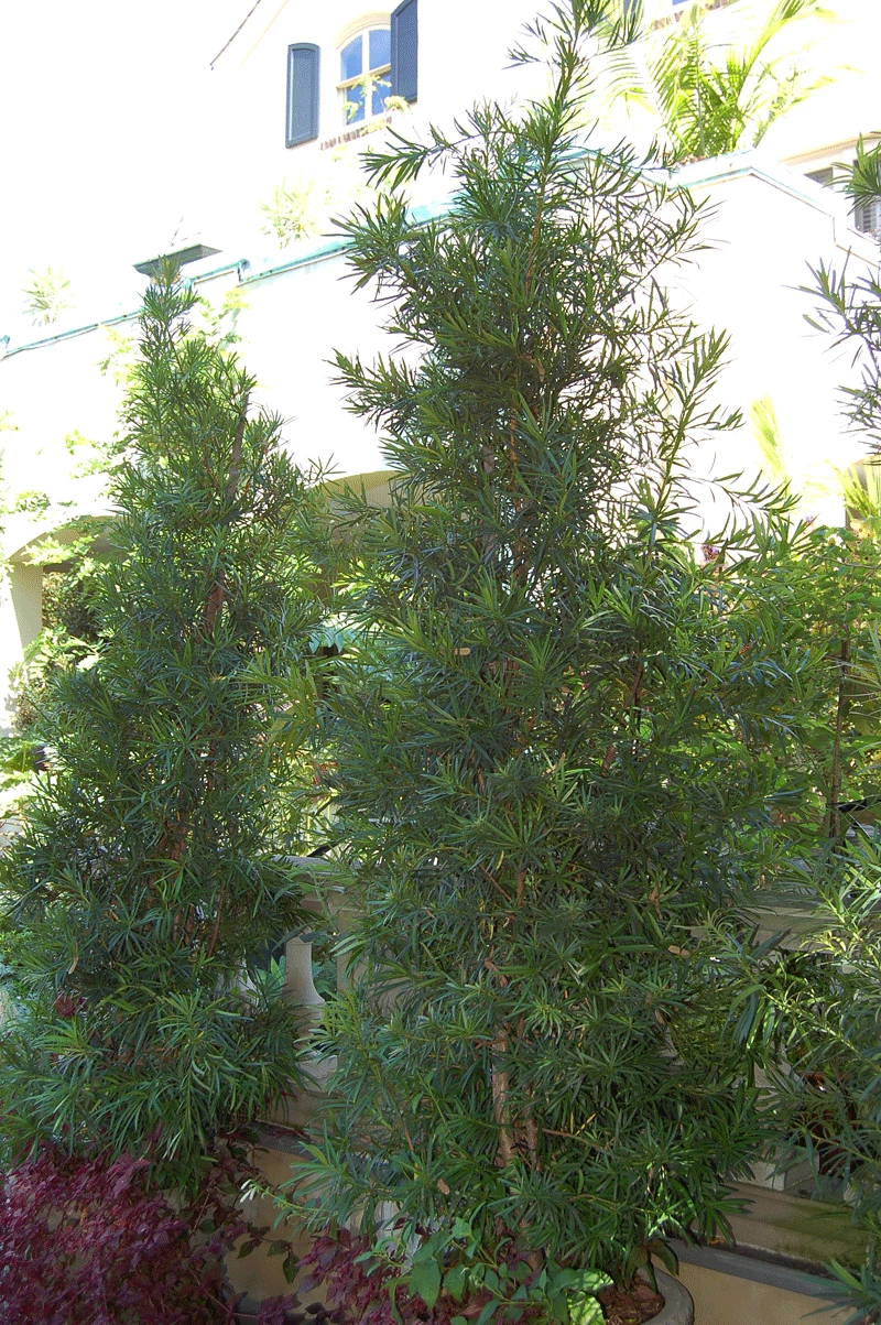 Fast Growing Trees Fern Pine Columnar Tree Pine Trees 5 Fast Growing Trees Fern Pine Columnar Tree Pine Trees