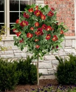Fast Growing Trees Ketchup & Mustard Rose Tree
