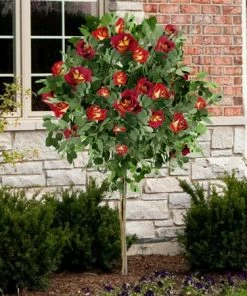 Fast Growing Trees Ketchup & Mustard Rose Tree
